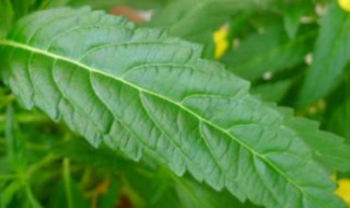 植物的叶子有哪些形状（植物的叶子有哪些形状写比喻句）