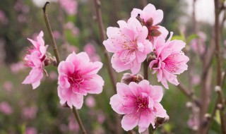 初春的花有哪些（初春的花有哪些花开）