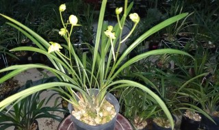 建兰有哪些品种（建兰最好的品种排名）