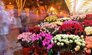 代表财富的花有哪些（什么花代表财富）
