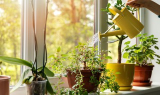 木本植物的生命周期分为哪几个时期（木本植物生长周期）