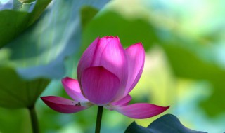 夏至有哪些花 夏至哪些花开