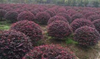 灌木球类植物有哪些（常用灌木球灌木有哪些）