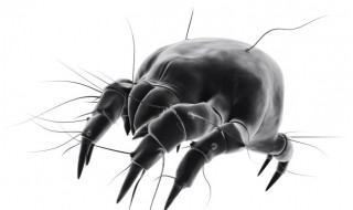 常用的专用杀螨剂有哪些(杀螨剂种类)