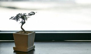 盆栽树种类有哪些 盆栽树种类有哪些品种