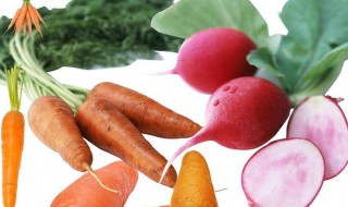 萝卜的品种有哪些（萝卜品种）