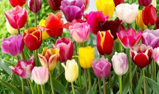 郁金香有哪些种类（郁金香有哪些种类和花语）