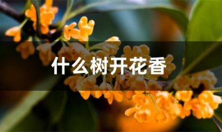什么树开花香 春天什么树开花香