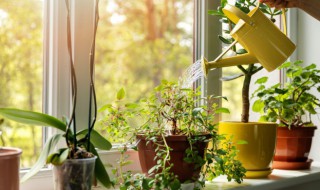 蕨类植物和裸子植物的区别（蕨类植物和裸子植物的区别是什么）