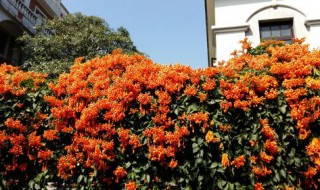 凌霄花和炮仗花的区别（凌霄花和炮仗花的区别以及他们的生长状况）