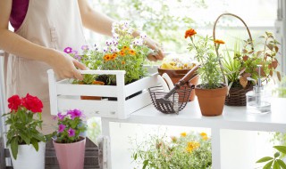 立秋后君子兰施什么肥（立秋后君子兰施什么肥料）