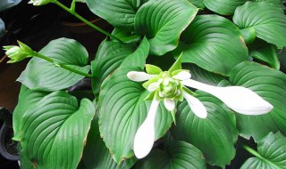 玉簪花扦插方法和时间（玉簪花能扦插吗）