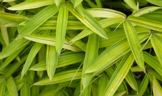 淡竹叶是什么科 淡竹叶是什么科植物