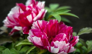 牡丹花品种有哪些（牡丹花最好的品种是哪一种）
