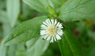 旱莲草墨旱莲 旱莲草墨旱莲的功效和作用