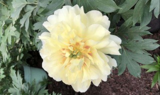 芍药花怎么养护管理 芍药花怎么养护管理会不会生虫子