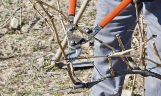 柿子树嫁接绝招芽接 柿子树如何嫁接成活率高