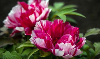 百花之王是什么花（百花之王是什么花名）