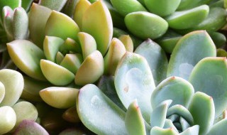 植物有哪些种类名称特点(植物有哪些种类名称特点和作用)