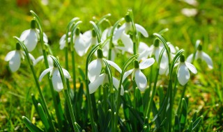 植物激素有哪些种类（植物激素有哪些种类和作用）