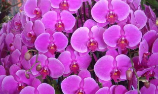 荧光蝴蝶兰叫什么（原生种荧光蝴蝶兰）