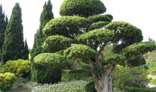 小区绿化苗木的种类有哪些（小区绿化苗木的种类有哪些呢）