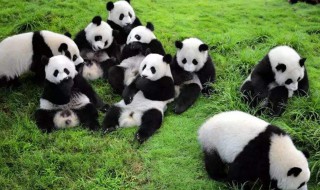 稀有动物有哪些中国 稀有的动物有哪些?