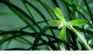 兰花的种类有哪些（兰花的种类有哪些名称）