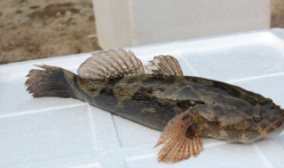 笋壳鱼是海鱼还是河鱼? 笋壳鱼的营养价值及功效