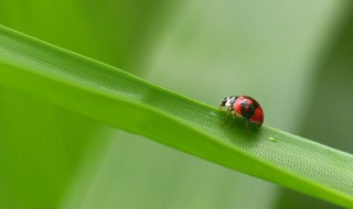 常见的昆虫有哪些? 1000种昆虫名字