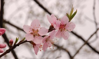 指甲桃花的功效与作用（国家禁止用凤仙花染指甲）