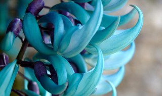 世界上有哪些花卉 世界上有哪些花卉的名字?