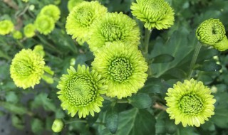 绿色的花有哪些?（绿色植物有哪些）