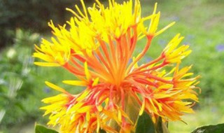 中药红花的功效与作用和用法用量（中药红花的功效和作用的功效与作用）