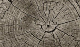 中国树木年轮密集的是哪个方向（我国树木年轮较密的一面是什么方向）