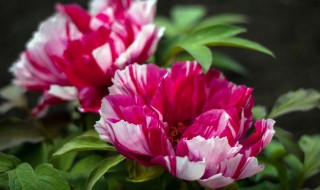 中国传统十大名花是什么?