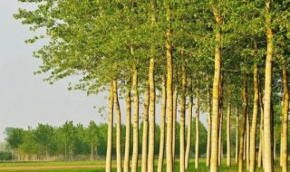 鬼拍手是什么树 杨树