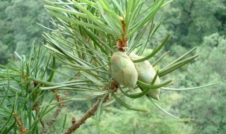 植物中的活化石是指什么和什么（植物中的活化石有哪些树）