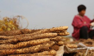 广西贵港特产有那些 贵港特产大全