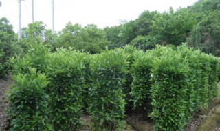 四季常青的树有哪些可以扦插（四季常青的树有哪些可以扦插的）