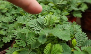 含羞草的秘密有哪些 含羞草的秘密是什么样子的