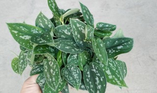 吸甲醛的植物有哪些?（吸甲醛的花有哪些）