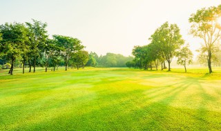 四季常青的树有哪些品种（四季常青的树有哪些品种）