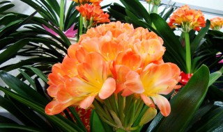 大花君子兰有哪些品种（大花君子兰的品种优劣鉴别方法）