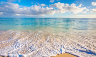 海里的二级保护动物有哪些 海里的二级保护动物有哪些