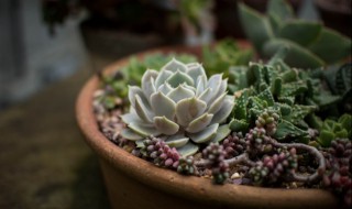 多肉植物的作用有哪些（多肉植物有哪些作用和价值）