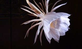 夏天开的花有哪些是白色的?（夏天有什么白色的花开）