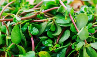 马齿苋的作用与功效有哪些(马齿苋的作用与功效有哪些禁忌)