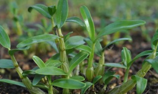 石斛的作用与功效有哪些 石斛的功效作用?