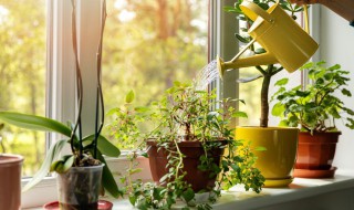 净化空气的室内植物有哪些（央视十大除甲醛净化器排名）